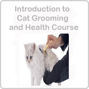 cat grooming